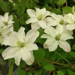 Clématite Montana STARLET ® White Perfume -Garden Supplies Sales Shop 8172 clematis montana starlet white perfume hyflet copyright pepi travers t1000