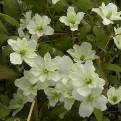 Clématite Montana STARLET ® White Perfume -Garden Supplies Sales Shop 8172 clematite montana starlet white perfume hyflet 54 copyright pepi travers t1000