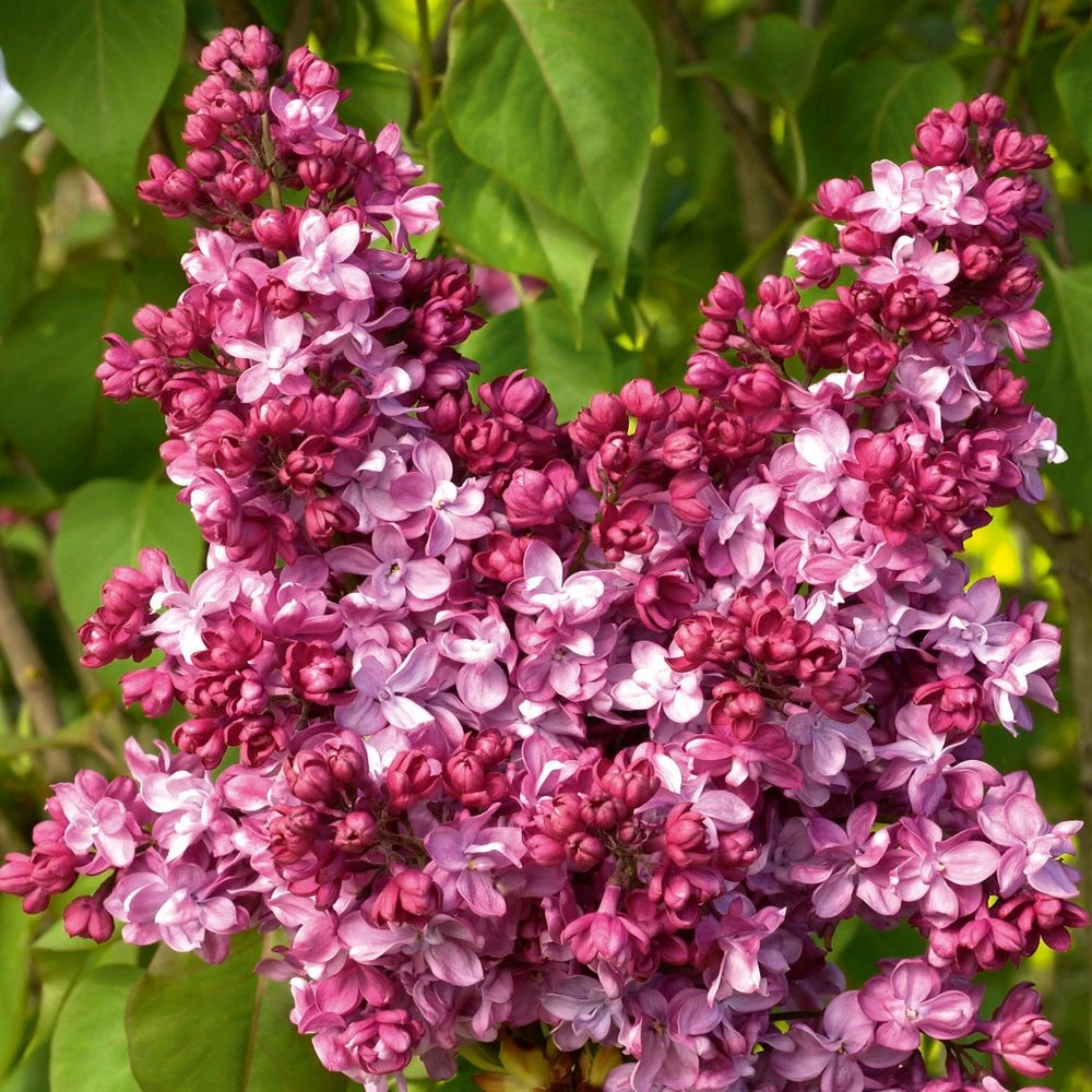 Lilas Commun Prince Wolkonsky 3 Lilas Commun Prince Wolkonsky