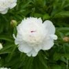 Pivoine Lactiflora Hybride Festiva Maxima -Garden Supplies Sales Shop 8224 pl180206