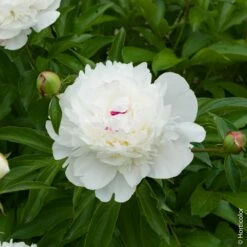 Pivoine Lactiflora Hybride Festiva Maxima