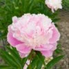 Pivoine Lactiflora Hybride Sorbet 2 Pivoine Lactiflora Hybride Sorbet -Garden Supplies Sales Shop 8228 pm171569