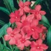 Laurier-rose Ou Nerium Oleander Italia -Garden Supplies Sales Shop 8305 laurier rose italia taille1000