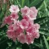 Laurier-rose Ou Nerium Oleander Madame Allen 1 Laurier-rose Ou Nerium Oleander Madame Allen -Garden Supplies Sales Shop 8306 laurier rose madame allen t1000