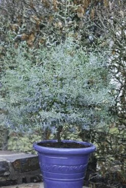 Eucalyptus FRANCE BLEU ® Rengun 7 Eucalyptus FRANCE BLEU ® Rengun -Garden Supplies Sales Shop 8308
