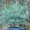 Eucalyptus FRANCE BLEU ® Rengun -Garden Supplies Sales Shop 8308 8519 eucalyptus france bleu rengun sapho 0101