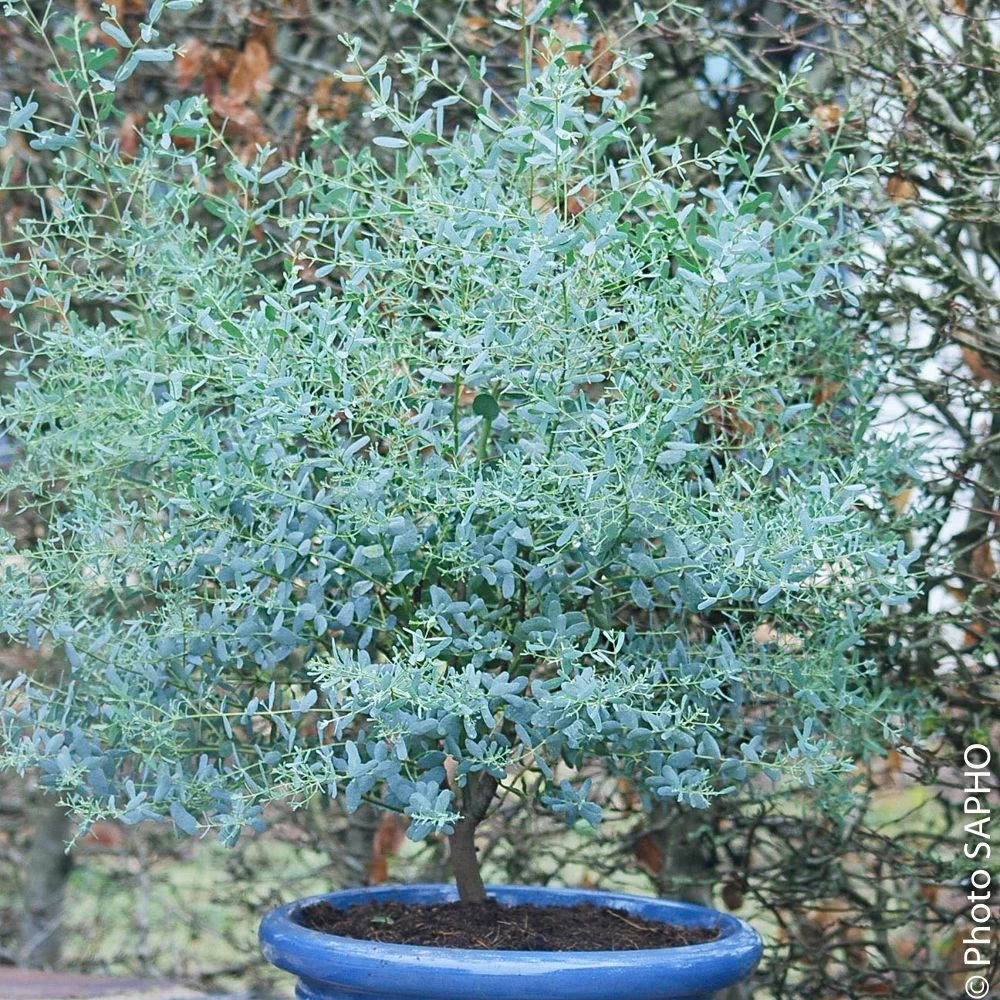 Eucalyptus FRANCE BLEU ® Rengun 3 Eucalyptus FRANCE BLEU ® Rengun
