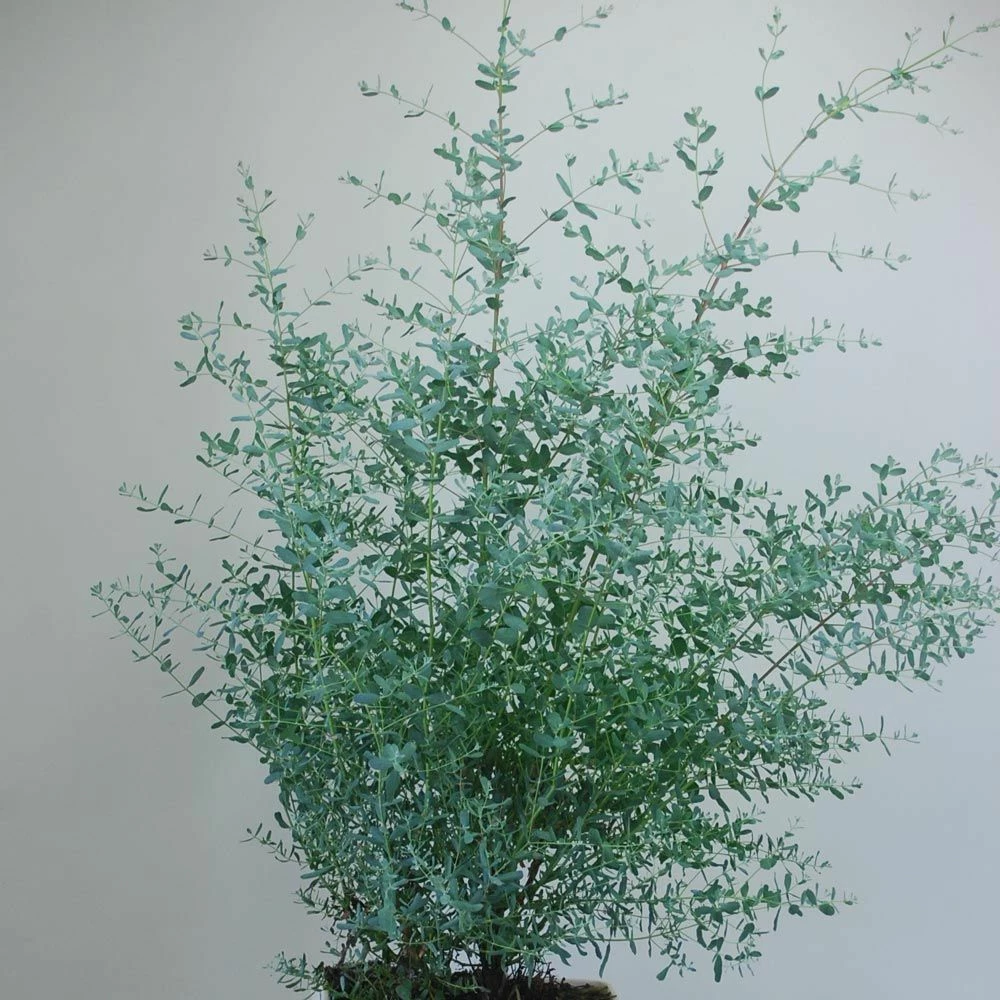 Eucalyptus FRANCE BLEU ® Rengun 4 Eucalyptus FRANCE BLEU ® Rengun - Image 2