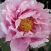 Pivoine Arbustive Ou Paeonia Suffruticosa ‘Yatsuka Jishi’ 1 Pivoine Arbustive Ou Paeonia Suffruticosa ‘Yatsuka Jishi’ -Garden Supplies Sales Shop 8309 pivoine yatsukajishi t1000