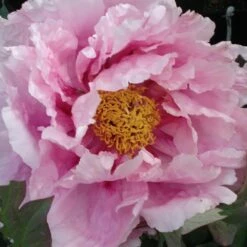 Pivoine Arbustive Ou Paeonia Suffruticosa ‘Yatsuka Jishi’