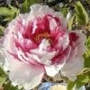 Pivoine Arbustive Ou Paeonia Suffruticosa Shima Nishiki -Garden Supplies Sales Shop 8311 pivoine arbustive shima nishiki t1000