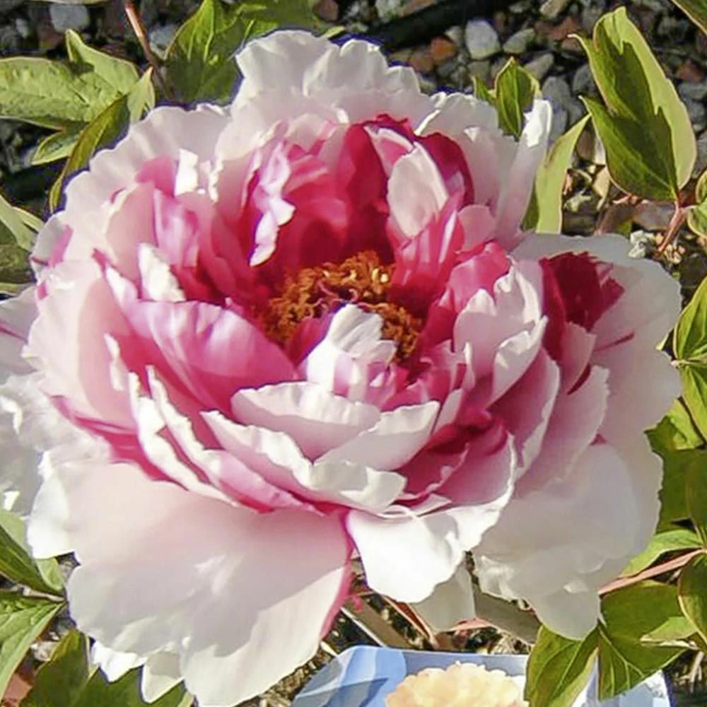 Pivoine Arbustive Ou Paeonia Suffruticosa Shima Nishiki 3 Pivoine Arbustive Ou Paeonia Suffruticosa Shima Nishiki