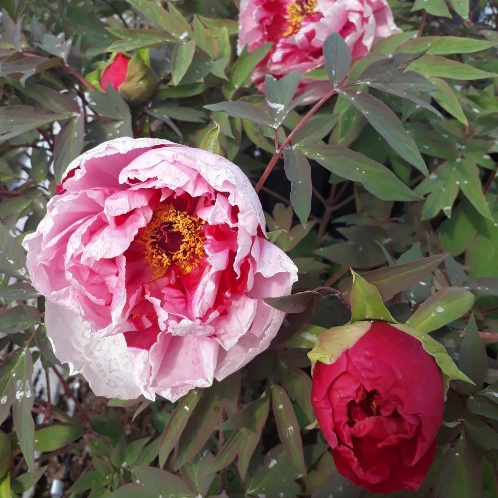 Pivoine Arbustive Ou Paeonia Suffruticosa Shima Nishiki 4 Pivoine Arbustive Ou Paeonia Suffruticosa Shima Nishiki - Image 2