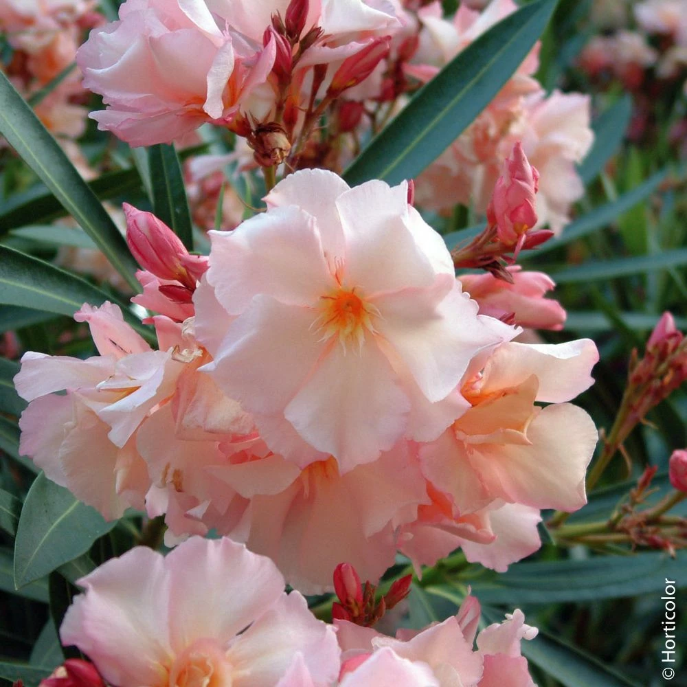 Collection 3 Lauriers-roses à Fleurs Doubles 4 Collection 3 Lauriers-roses à Fleurs Doubles - Image 2