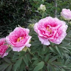 Pivoine Arbustive Ou Paeonia Suffruticosa Hana Kisoï -Garden Supplies Sales Shop 8315 hana kisoi 18 1 lp 1000x1000 1