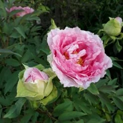 Pivoine Arbustive Ou Paeonia Suffruticosa Hana Kisoï -Garden Supplies Sales Shop 8315 hana kisoi 18 3 lp 1000x1000 1