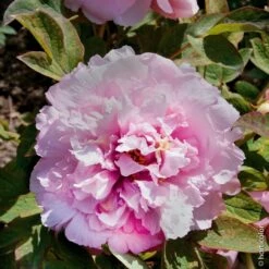 Pivoine Arbustive Ou Paeonia Suffruticosa Hana Kisoï -Garden Supplies Sales Shop 8315 pivoine arbustive hana kisho taille1000 ho
