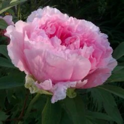Pivoine Arbustive Ou Paeonia Suffruticosa Hana Kisoï