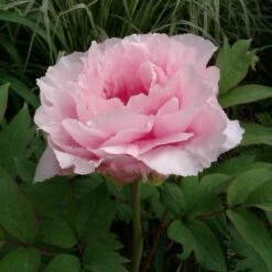 Pivoine Arbustive Ou Paeonia Suffruticosa Hana Kisoï -Garden Supplies Sales Shop 8315b pivoine arbustive hana kisho lo t1000