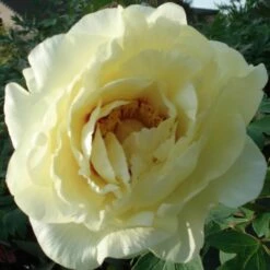 Pivoine Arbustive Ou Paeonia X Lutea Oukan