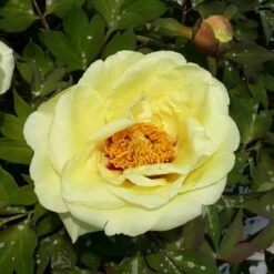 Pivoine Arbustive Ou Paeonia X Lutea Oukan -Garden Supplies Sales Shop 8316 pivoine oukan 20190415 135316 2 lp 1000x1000 1