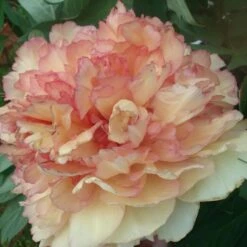Pivoine Arbustive Ou Paeonia X Lutea Souvenir De Maxime Cornu