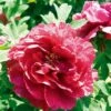 Pivoine Arbustive Ou Paeonia Suffruticosa Kao -Garden Supplies Sales Shop 8318 web