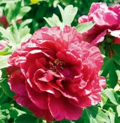 Pivoine Arbustive Ou Paeonia Suffruticosa Kao