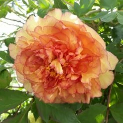 Pivoine Arbustive Ou Paeonia X Lutea Souvenir De Maxime Cornu -Garden Supplies Sales Shop 8318 pivoine souvenir maxime cornu 1