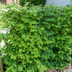 Charmille, Charme Commun Ou Carpinus Betulus