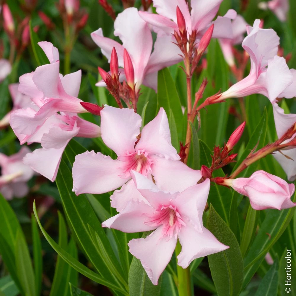 Laurier-rose Ou Nerium Oleander Villa Romaine 3 Laurier-rose Ou Nerium Oleander Villa Romaine