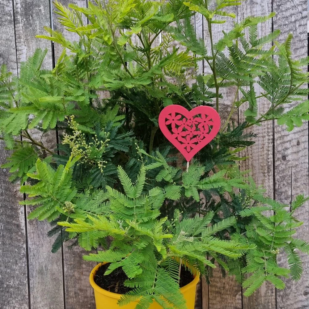 Mimosa D’hiver Le Gaulois, Acacia Dealbata 4 Mimosa D’hiver Le Gaulois, Acacia Dealbata - Image 2