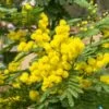 Mimosa D’hiver Le Gaulois, Acacia Dealbata -Garden Supplies Sales Shop 8327 mimosa le gaulois pm090084 1000