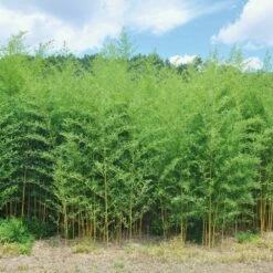 Bambou Phyllostachys Aureosulcata Spectabilis