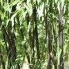 Bambou Phyllostachys Nigra -Garden Supplies Sales Shop 8336 8540 8541 8570 bambou phyllostachys nigra t1000