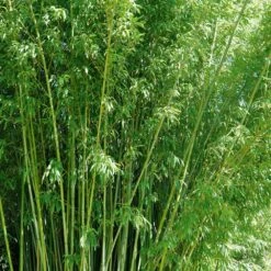 Bambou Phyllostachys Rubromarginata