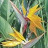 Strelitzia Reginae - Oiseau Du Paradis -Garden Supplies Sales Shop 8338 strelitzia reginae oiseau du paradis t1000