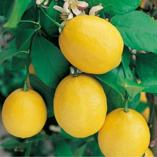 Citronnier Citrus Limon Meyer -Garden Supplies Sales Shop 8341 citronnier citrus limon meyer t1000