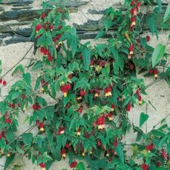 Garden Supplies Sales Shop -Garden Supplies Sales Shop 8342 abutilon megapotanicum