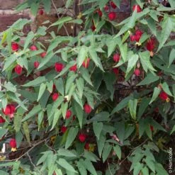 Abutilon Megapotamicum Ou Abutilon Vivace Grimpant -Garden Supplies Sales Shop 8342a abutilon megapotanicum