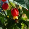 Abutilon Megapotamicum Ou Abutilon Vivace Grimpant -Garden Supplies Sales Shop 8342b abutilon megapotanicum