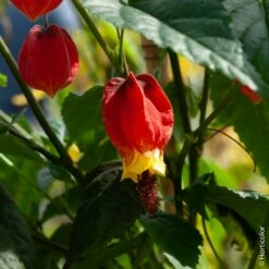 Abutilon Megapotamicum Ou Abutilon Vivace Grimpant