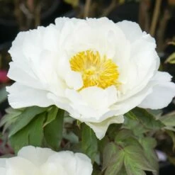 Pivoine Arbustive Ou Paeonia Suffruticosa Renkaku