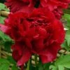 Pivoine Arbustive Ou Paeonia Suffruticosa Shima Zubeni 2 Pivoine Arbustive Ou Paeonia Suffruticosa Shima Zubeni -Garden Supplies Sales Shop 8344 pivoine arbustive shima zubeni t1000