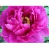 Pivoine Arbustive Ou Paeonia Suffruticosa Shima Daijin -Garden Supplies Sales Shop 8345 pivoine arbustive shima daijin t1000
