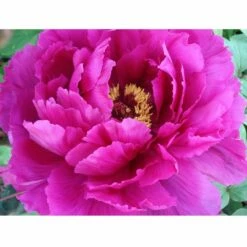 Pivoine Arbustive Ou Paeonia Suffruticosa Shima Daijin