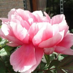 Pivoine Arbustive Ou Paeonia Suffruticosa Shichifukujin