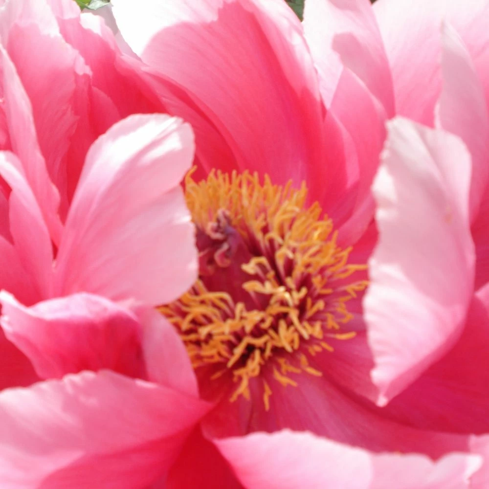 Pivoine Arbustive Ou Paeonia Suffruticosa Shichifukujin 4 Pivoine Arbustive Ou Paeonia Suffruticosa Shichifukujin - Image 2