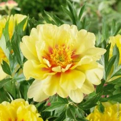 Pivoine Hybride Intersectionnel Ou Paeonia X Itoh ‘Bartzella’