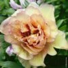 Pivoine Hybride Intersectionnel Ou Paeonia X Itoh ‘Callies Memory’ -Garden Supplies Sales Shop 8348 callies memory n0111742 140